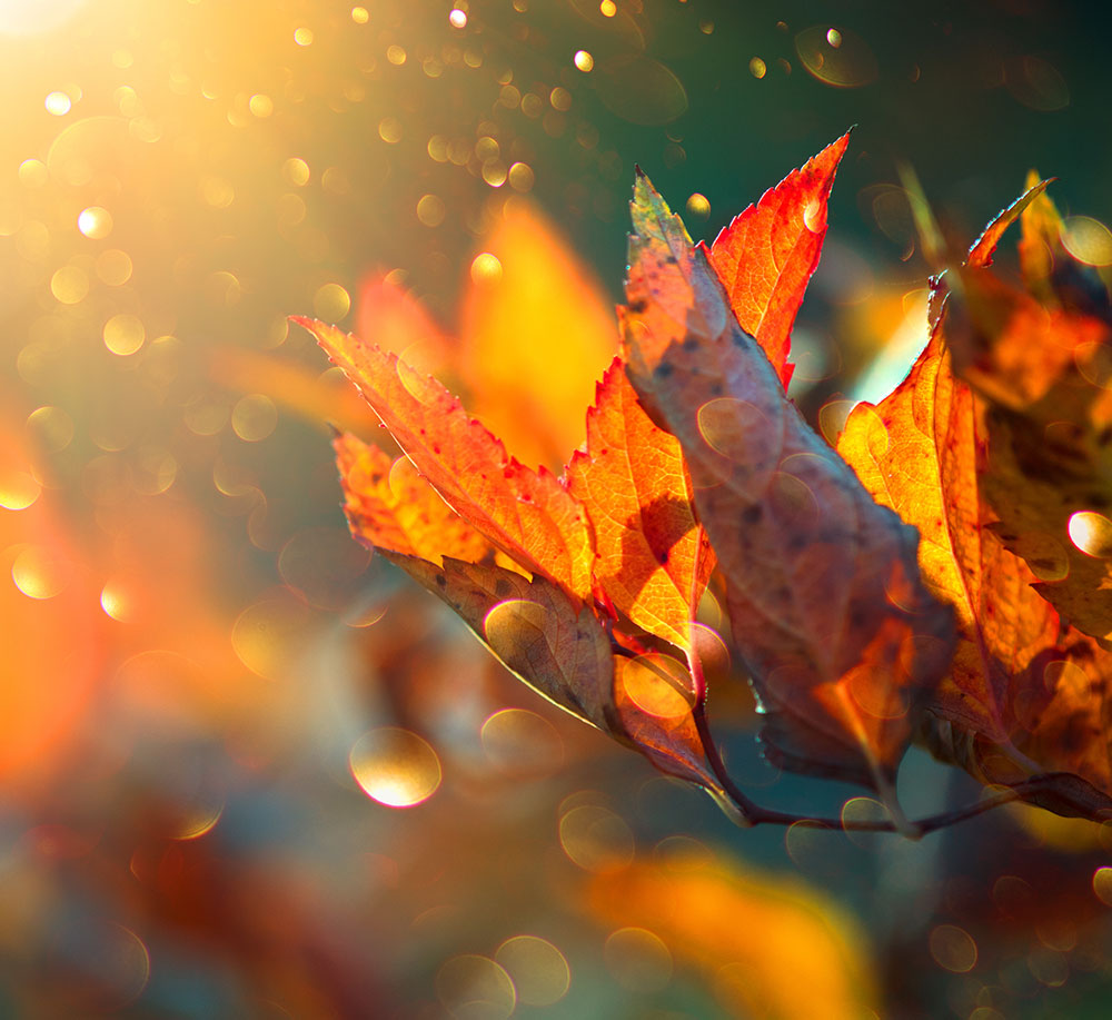 Autumn Beauties | Bakou