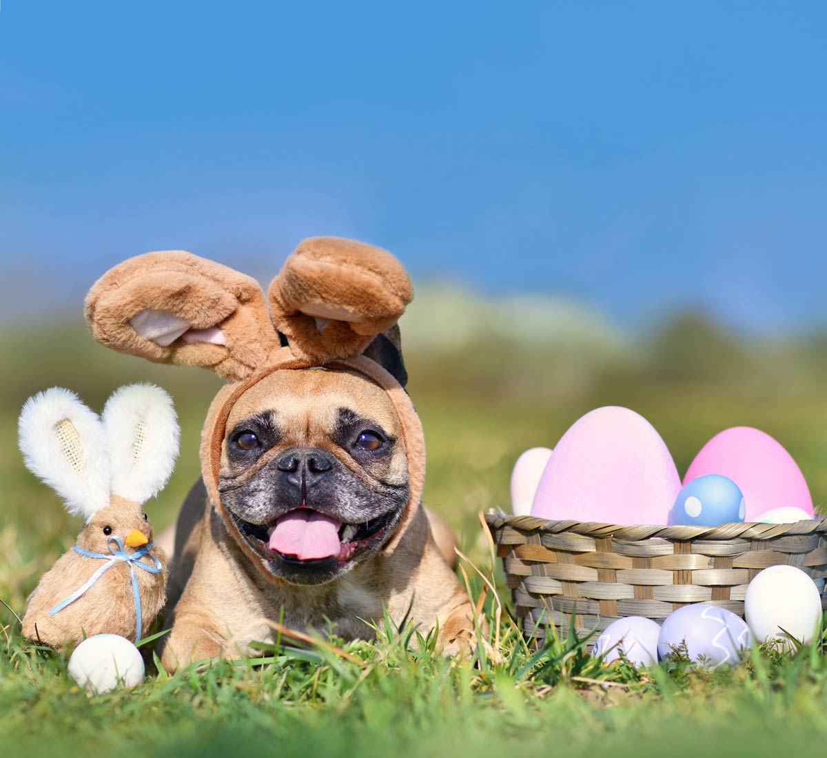Little dog with bunny ears next too a basket with Easter eggs