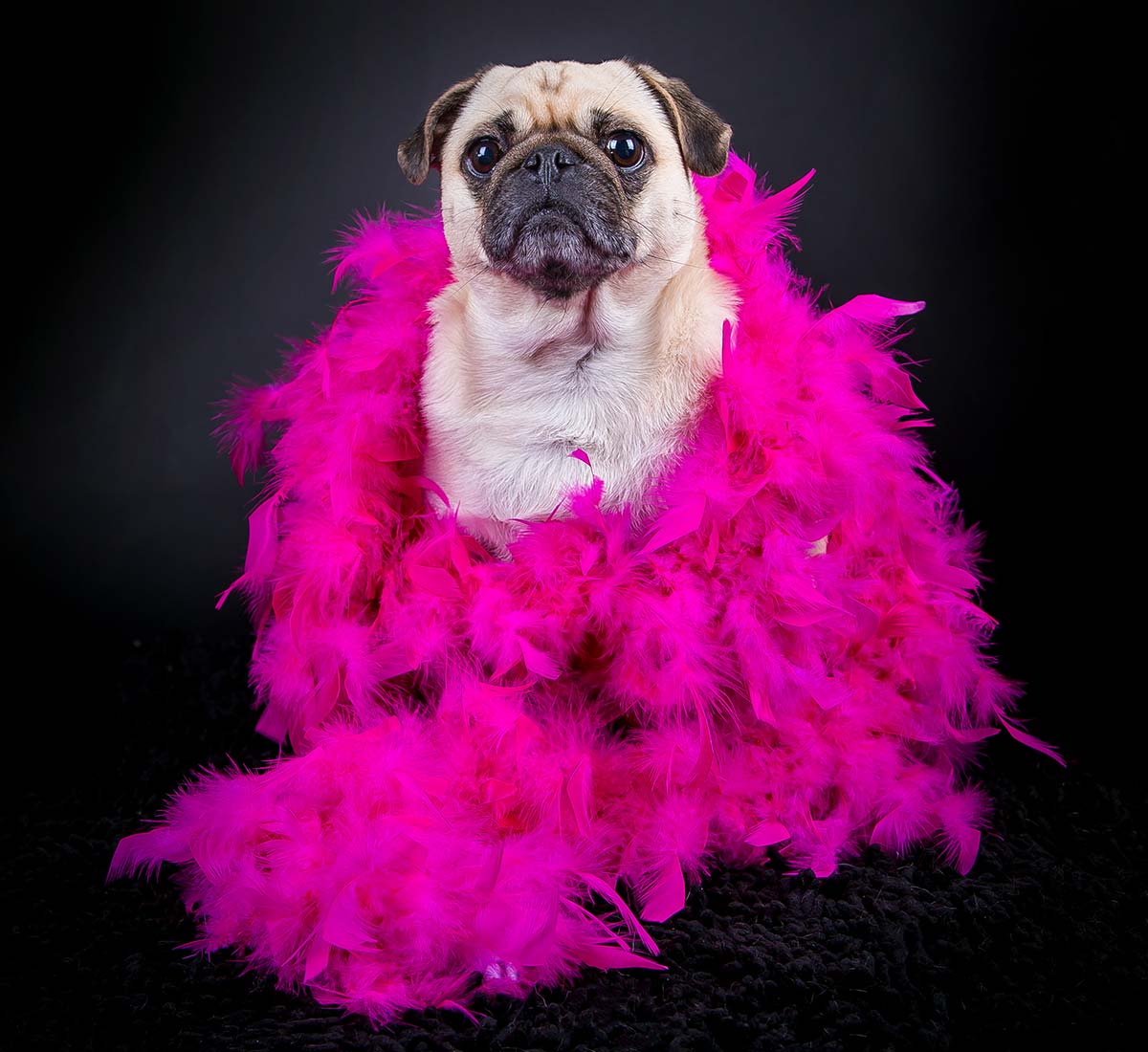 Cool looking small dog wearing a pink boa - groovy
