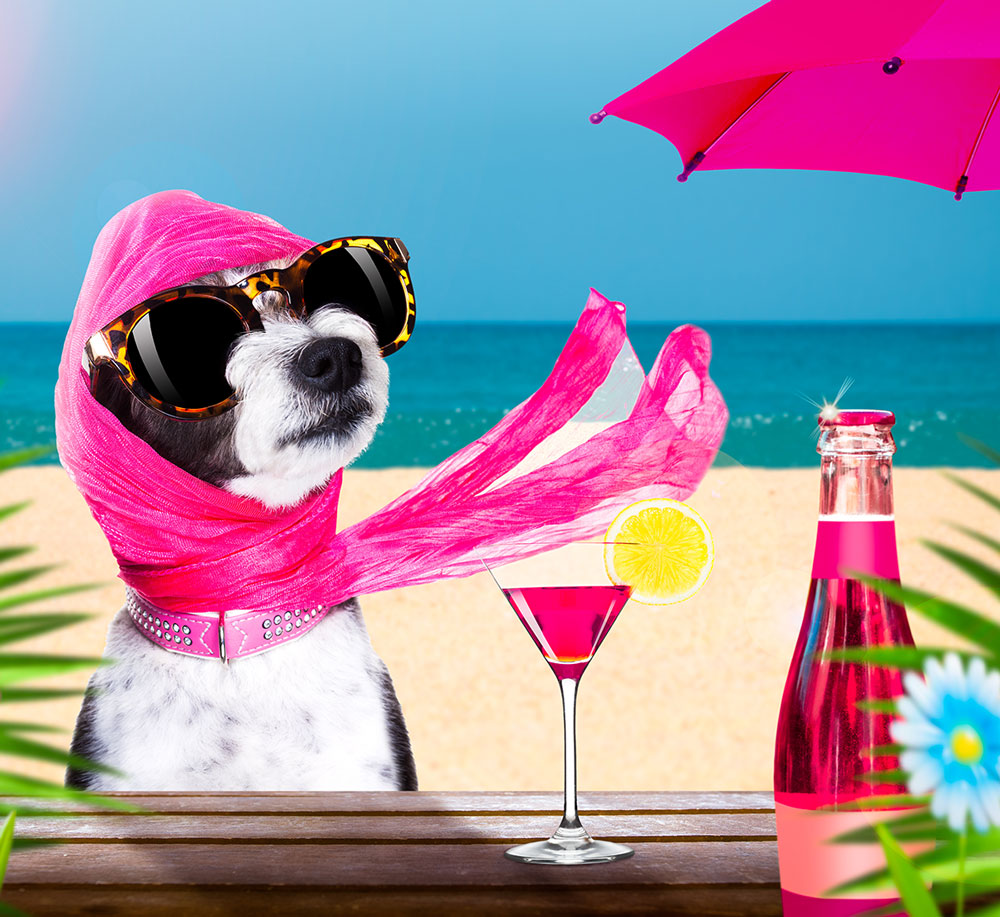 Dog on a beach relaxing with a drink!