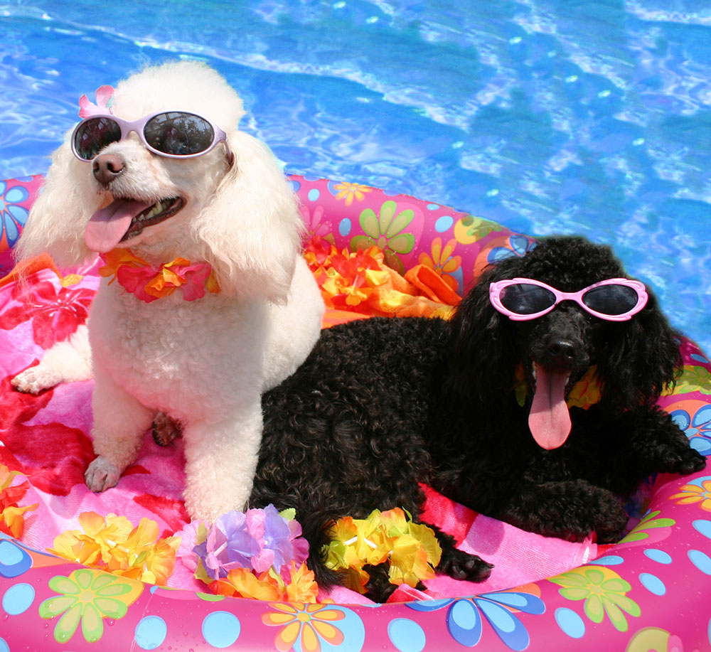 Cute Dogs in Swimming Pool