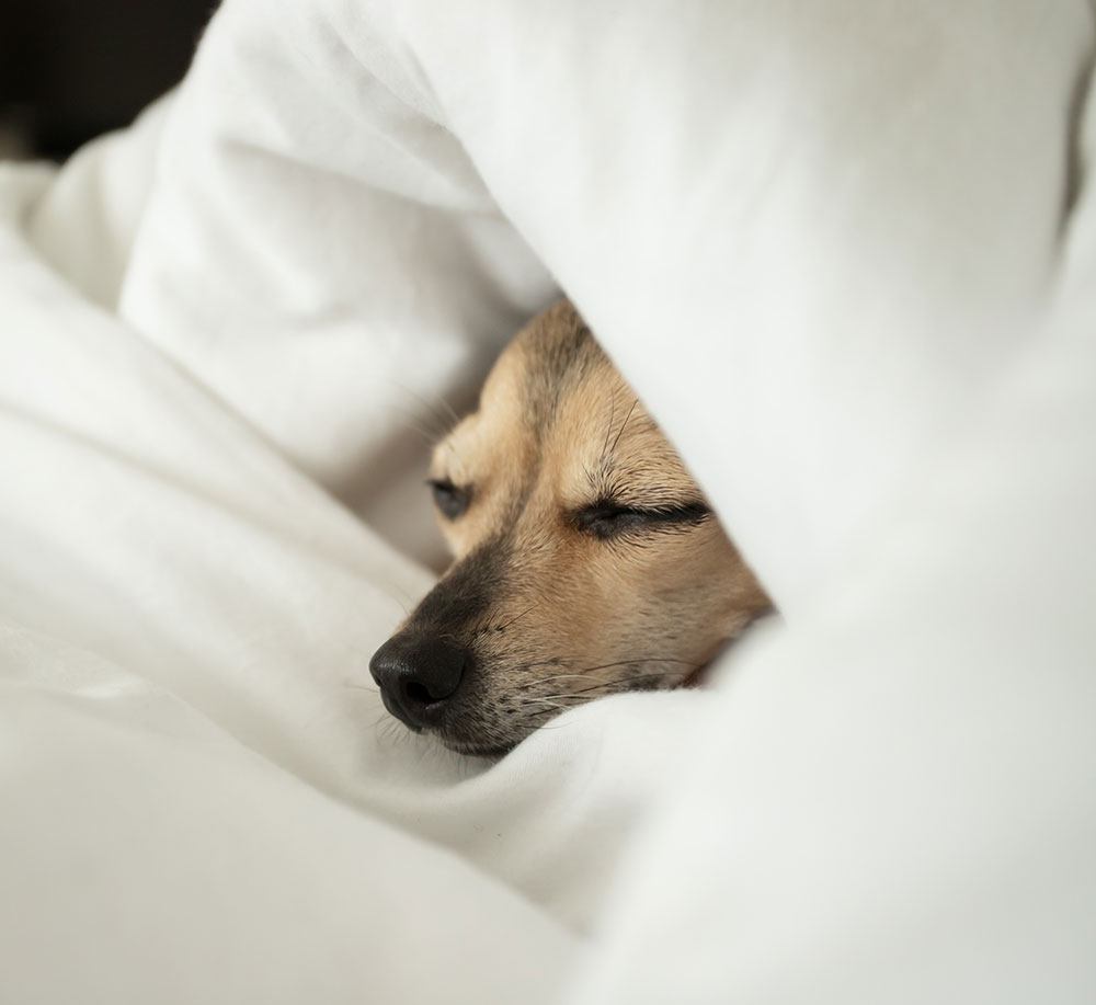 Little dog asleep wrapped in a duvet!