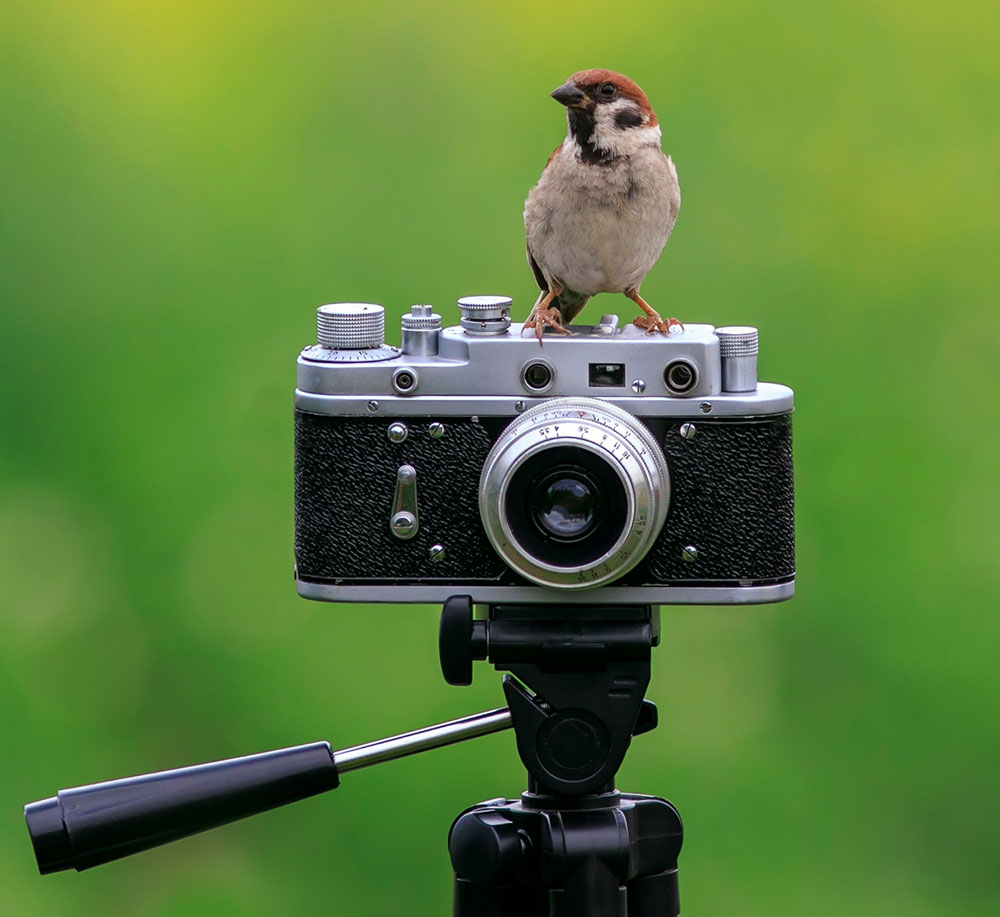 Bird on a Camera