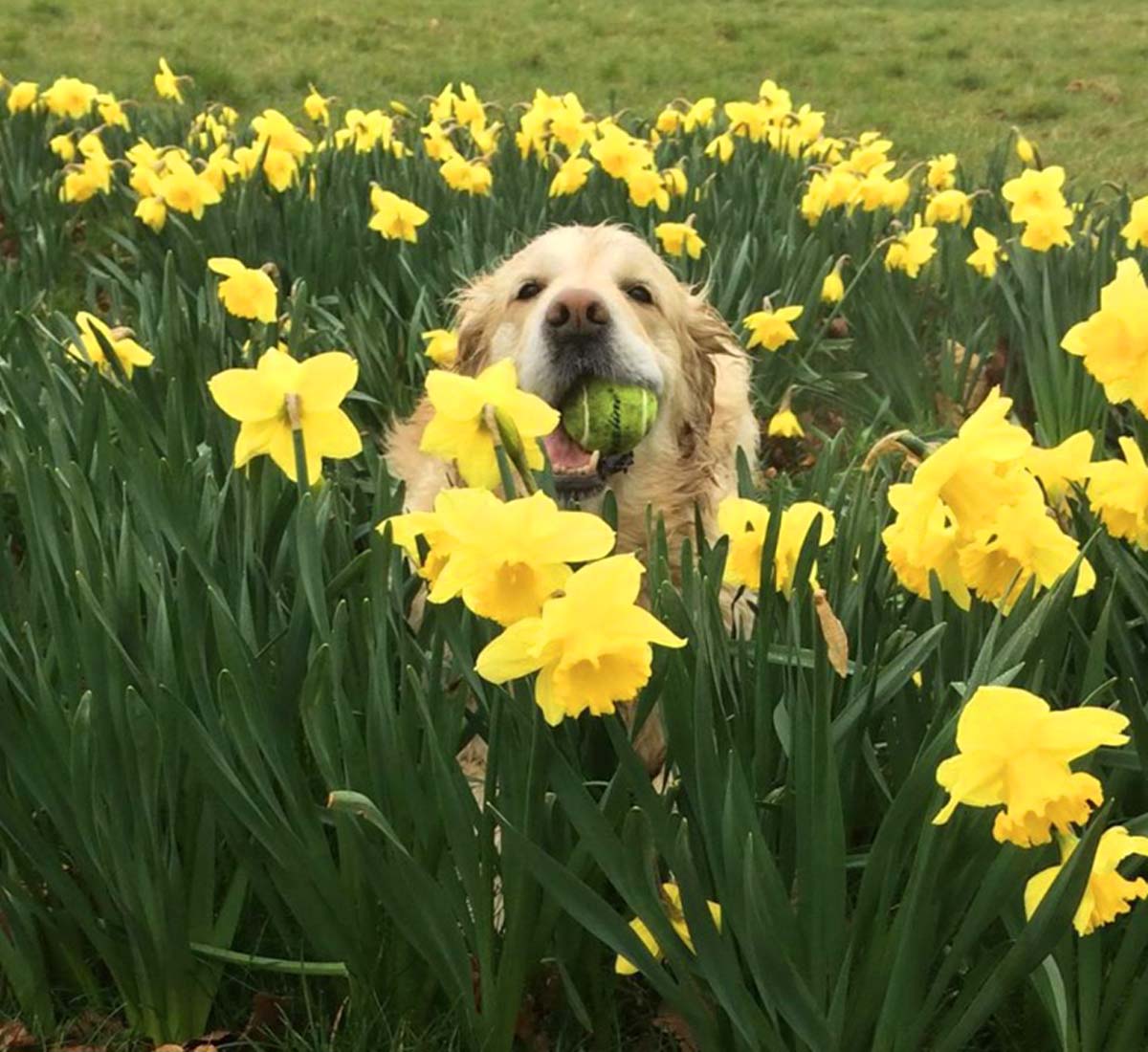 Darcey dog with tennis ball in mouth amongst the daffodils