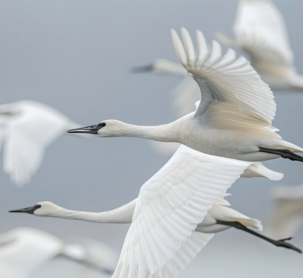 White cranes flying past in a group